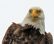 Bald Eagle Parent